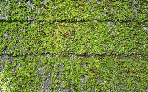 moss covered roof tiles that need cleaning