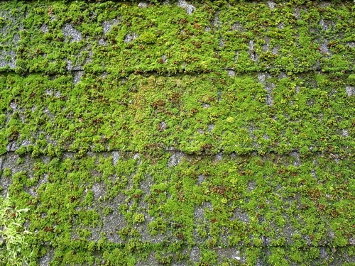 moss covered roof tiles that need cleaning